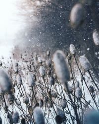 Close-up of frozen plant