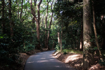 Road amidst trees in forest