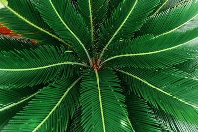 Close-up of palm tree leaves