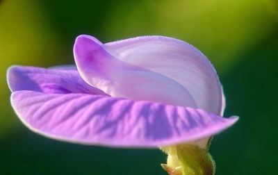 Close-up of flower blooming outdoors
