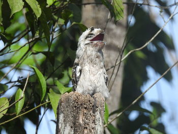 Low angle view of bird perching on branch