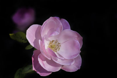 Close-up of pink rose against black background