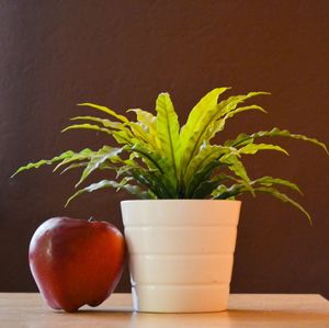 Close-up of potted plant on table