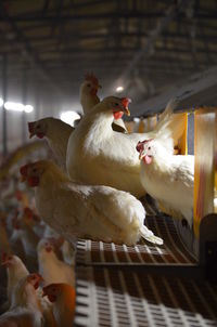 Laying hen perched on automatic nest