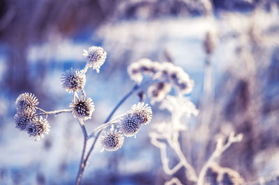 Close-up of frozen plant