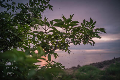 Low angle view of plants against sky