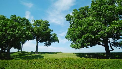 Trees on field against sky