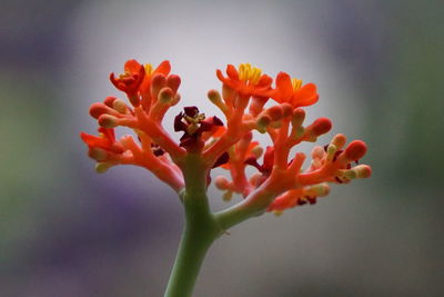 Close-up of orange flowering plant