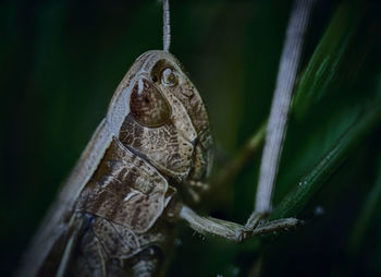 Close-up of an animal