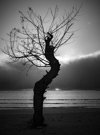 Bare tree on sea shore against sky