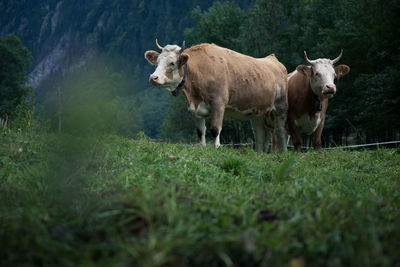 Cows on field