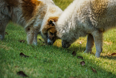 Sheep in a field