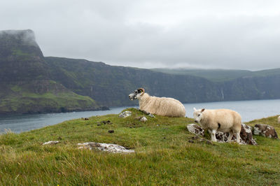 Sheep on grass by mountain against sky
