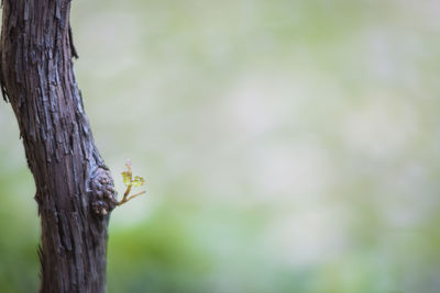 Close-up of insect on tree trunk