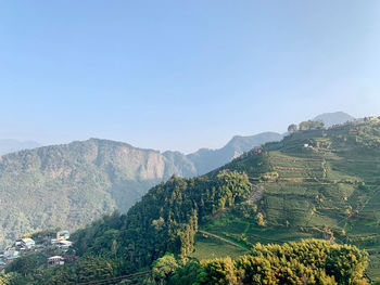 Tea farms in the mountain