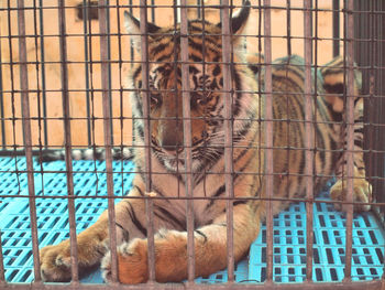 Close-up of a cat in cage