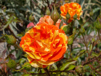 Close-up of orange flowers blooming outdoors