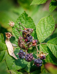 Close-up of fruits on plant