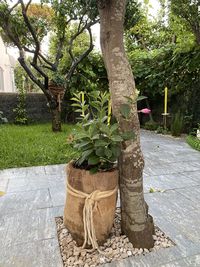 Potted plants in park