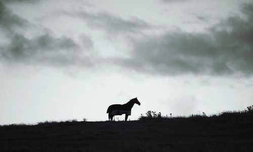 Side view of horse on top of the hill