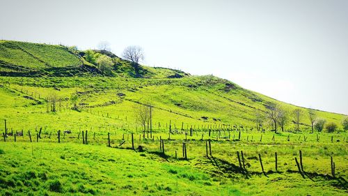 Scenic view of agricultural field against clear sky