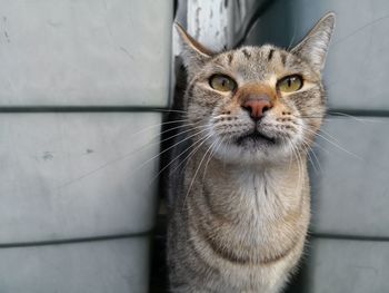 Portrait of a cat