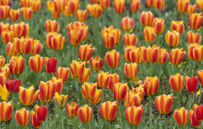 Close-up of tulips in field