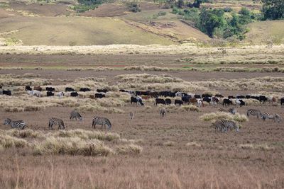 Flock of sheep in a field