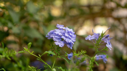 Close-up of purple flowering plant