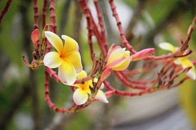 Close-up of yellow flowering plant