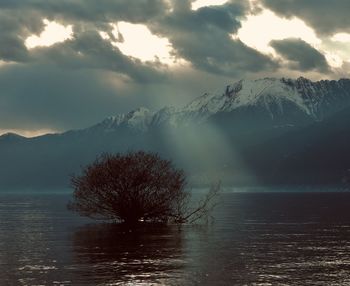 Scenic view of tree by lake against sky