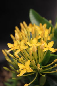 Close-up of yellow flowering plant against black background
