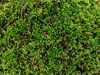 Full frame shot of ivy growing on plant