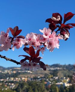 Low angle view of pink flowers blooming on tree against sky