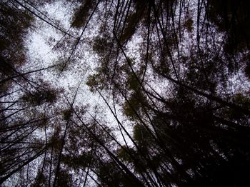 Low angle view of trees