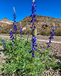 Purple flowering plants on field against blue sky