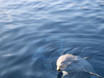 High angle view of dolphin swimming in sea
