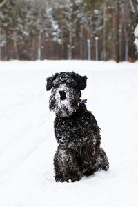 Dog on snow covered land