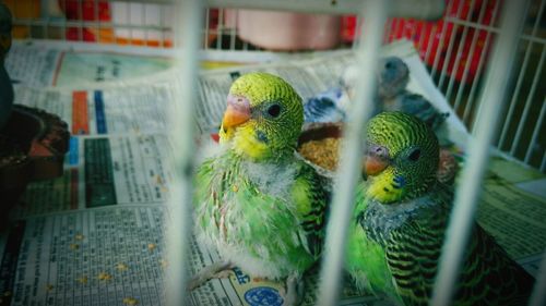 Close-up of budgerigars in cage