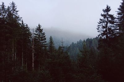 Trees in forest against sky