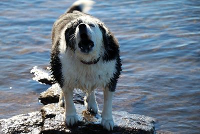 Close-up of dog by sea