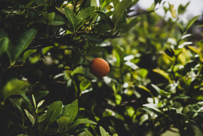 Close-up of fruits growing on tree