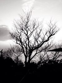 Close-up of bare tree against sky