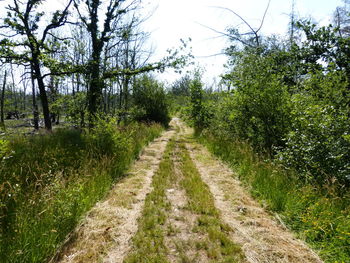 Dirt road along plants and trees against sky