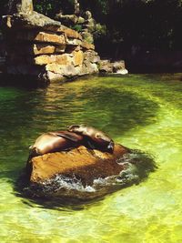 Rocks in sea