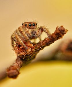 Close-up of spider