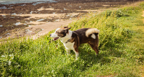 View of a dog on field