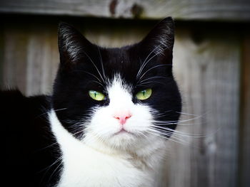 pet
