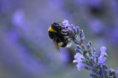 Close-up of bee on purple flower