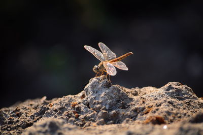 Dragonfly on rock during sunny day
